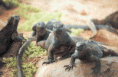 /album/fotogaleria-fotogaleria/marineiguanas-gif/