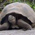 /album/fotogaleria-fotogaleria/tortuga-gigante-de-galapagos-150x150-jpg/